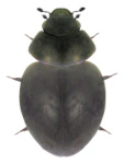 Sphaerius acaroides Sphaerius acaroides