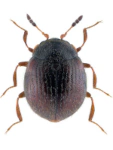 Aspidiphorus orbiculatus Aspidiphorus orbiculatus