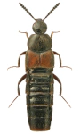 Aleochara haemoptera Aleochara haemoptera