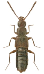Aloconota gregaria Aloconota gregaria
