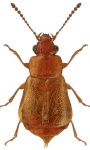 Eusphalerum luteum Eusphalerum luteum