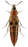 Lordithon bimaculatus Lordithon bimaculatus
