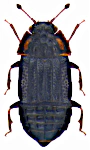 Micropeplus longipennis Micropeplus longipennis