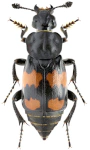 Nicrophorus vespilloides Nicrophorus vespilloides