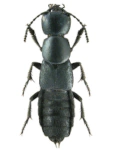 Ocypus ophthalmicus Ocypus ophthalmicus