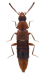 Oxypoda bicolor Oxypoda bicolor