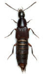 Philonthus longicornis Philonthus longicornis