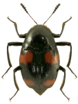 Scaphidium quadrimaculatum Scaphidium quadrimaculatum