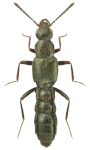 Tachyusa coarctata Tachyusa coarctata