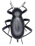 Blaps gigas Blaps gigas