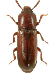 Corticeus fraxini Corticeus fraxini