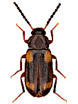 Mycetochara quadrimaculata Mycetochara quadrimaculata