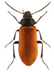Omophlus longicornis Omophlus longicornis