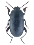 Pedinus femoralis Pedinus femoralis