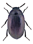 Platydema violacea Platydema violacea