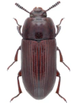 Uloma culinaris Uloma culinaris