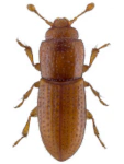 Anommatus duodecimstriatus Anommatus duodecimstriatus