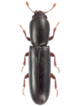 Teredus cylindricus Teredus cylindricus