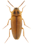Hallomenus binotatus Hallomenus binotatus