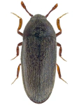 Aulonothroscus brevicollis Aulonothroscus brevicollis