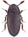 Trixagus dermestoides Trixagus dermestoides