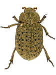 Omorgus suberosus Omorgus suberosus