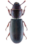Tenebroides mauritanicus Tenebroides mauritanicus