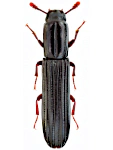 Colydium elongatum Colydium elongatum