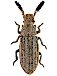 Orthocerus clavicornis Orthocerus clavicornis