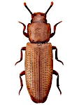 Pycnomerus terebrans Pycnomerus terebrans