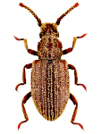 Rhopalocerus rondanii Rhopalocerus rondanii