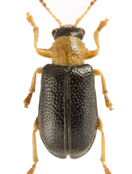 Zeugophora flavicollis (Marsham, 1802)