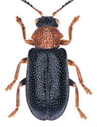 Zeugophora frontalis (Suffrian, 1840)