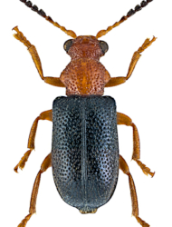 Zeugophora subspinosa (Fabricius, 1781)