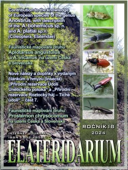 elateridarium 2024 24 m