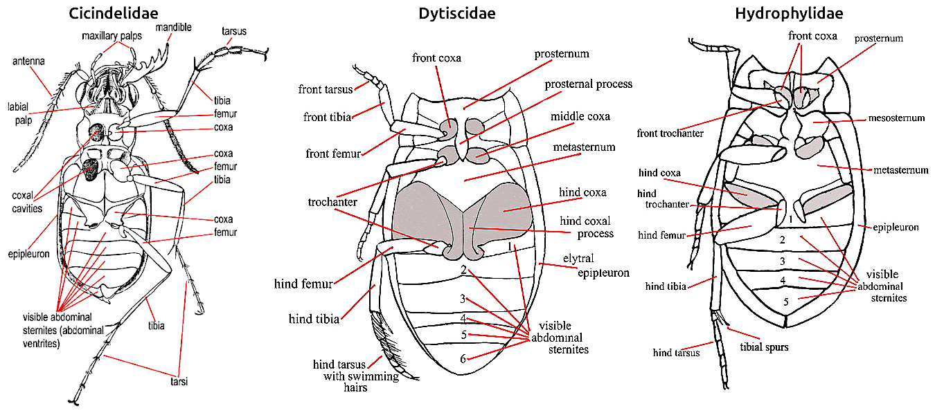 Morfologie: břišní pohled u čeledí Cicindelidae, Dytiscidae a Hydrophylidae Morfologie: břišní pohled