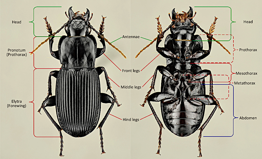 Morphology: general view Morphology: general view