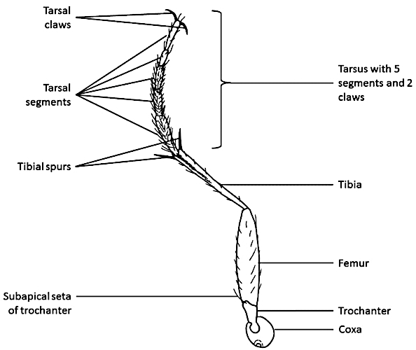 Leg composition of the beetle Leg composition of the beetle