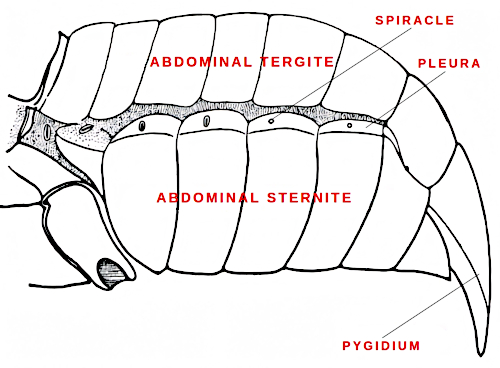 Dýchací otvory na boku těla Dýchací otvory na boku těla