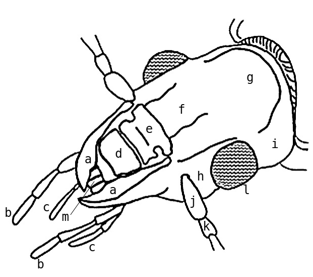 Dorsal side of the beetle head and its basic parts Dorsal side of the beetle head and its basic parts