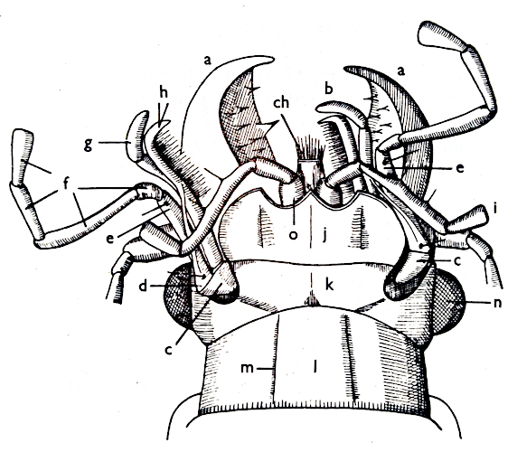 Ventral side of the beetle head and its basic parts Ventral side of the beetle head and its basic parts