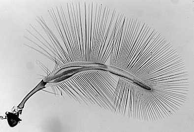 The wings of the Ptiliidae The wings of the Ptiliidae