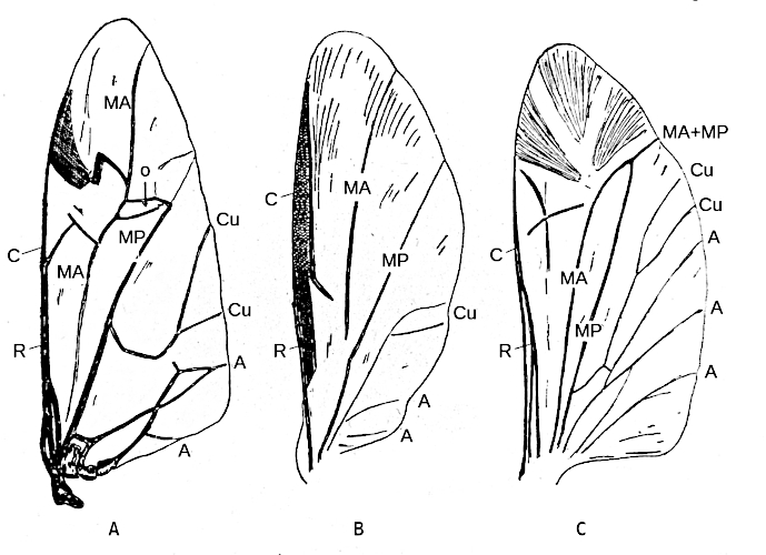 Wing venation: difference between Adephaga and Polyphaga