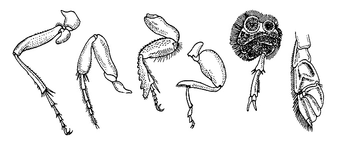 Overview of basic types of beetle legs Overview of basic types of beetle legs
