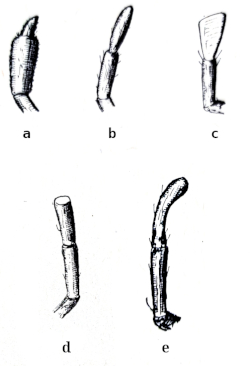Different types of the last macular articulation Different types of the last macular articulation