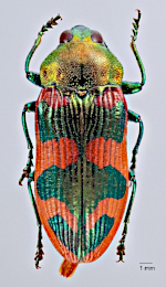 Examples of pigmented colouring Examples of pigmented colouring