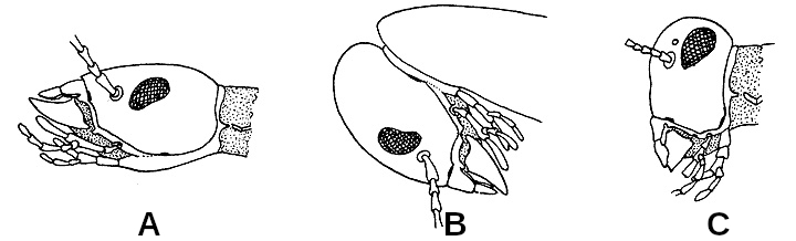 Position of the head relative to the longitudinal axis of the body Position of the head relative to the longitudinal axis of the body