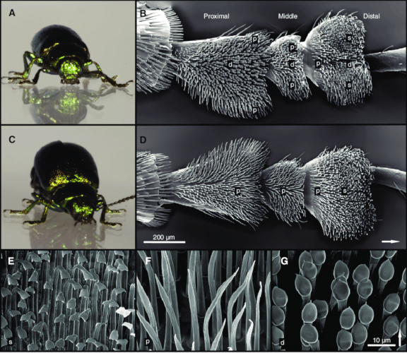 Example of different setae shapes Example of different setae shapes
