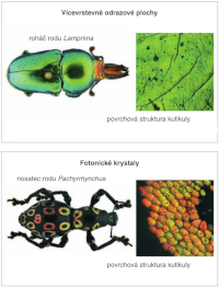 Examples of structural colouring Examples of structural colouring