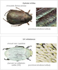 Examples of structural colouring Examples of structural colouring